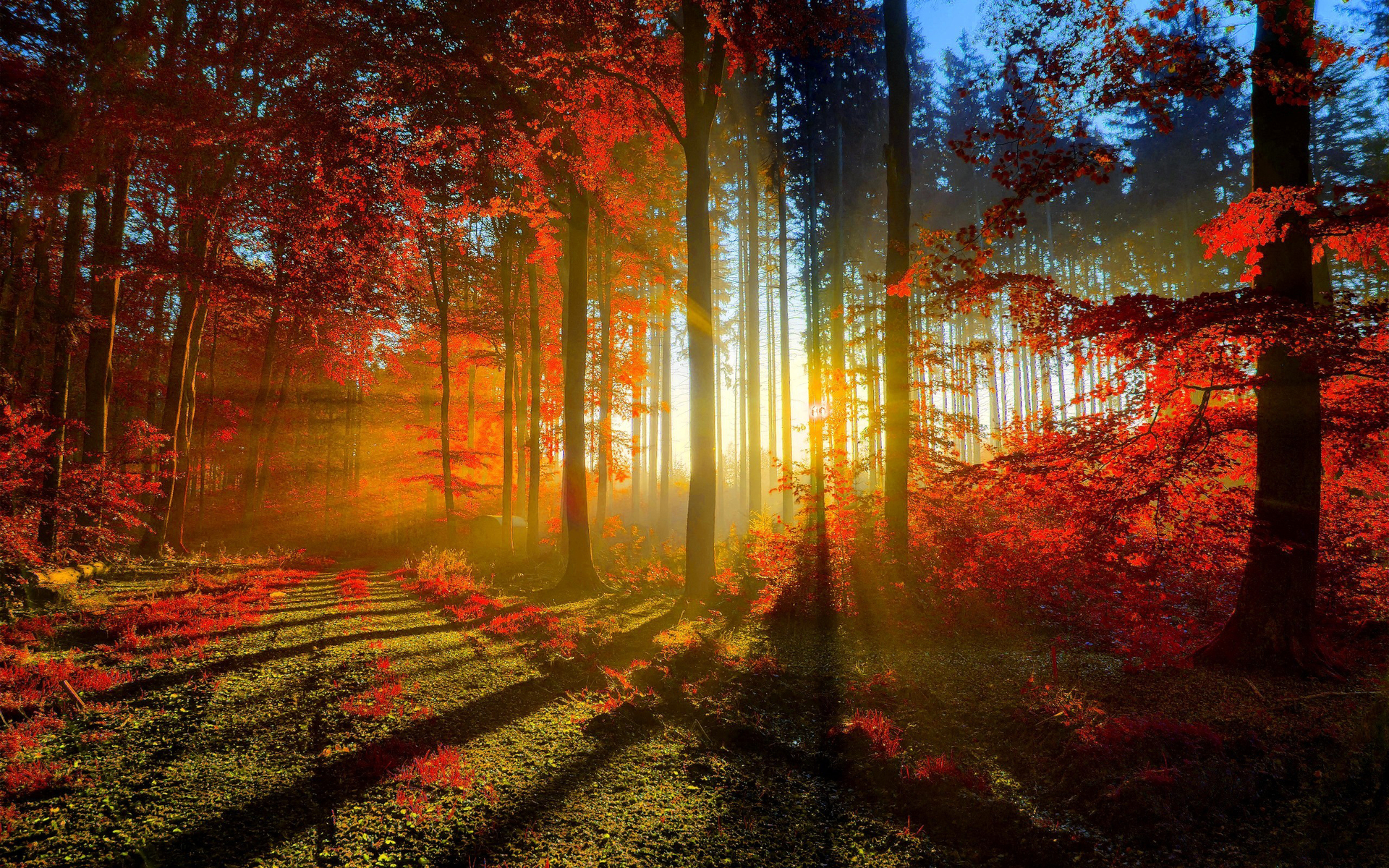 Bosque Rojo-otoño De Paisajes Naturales Fondos De Pantalla - Foret En Automne Fond D Écran - HD Wallpaper 