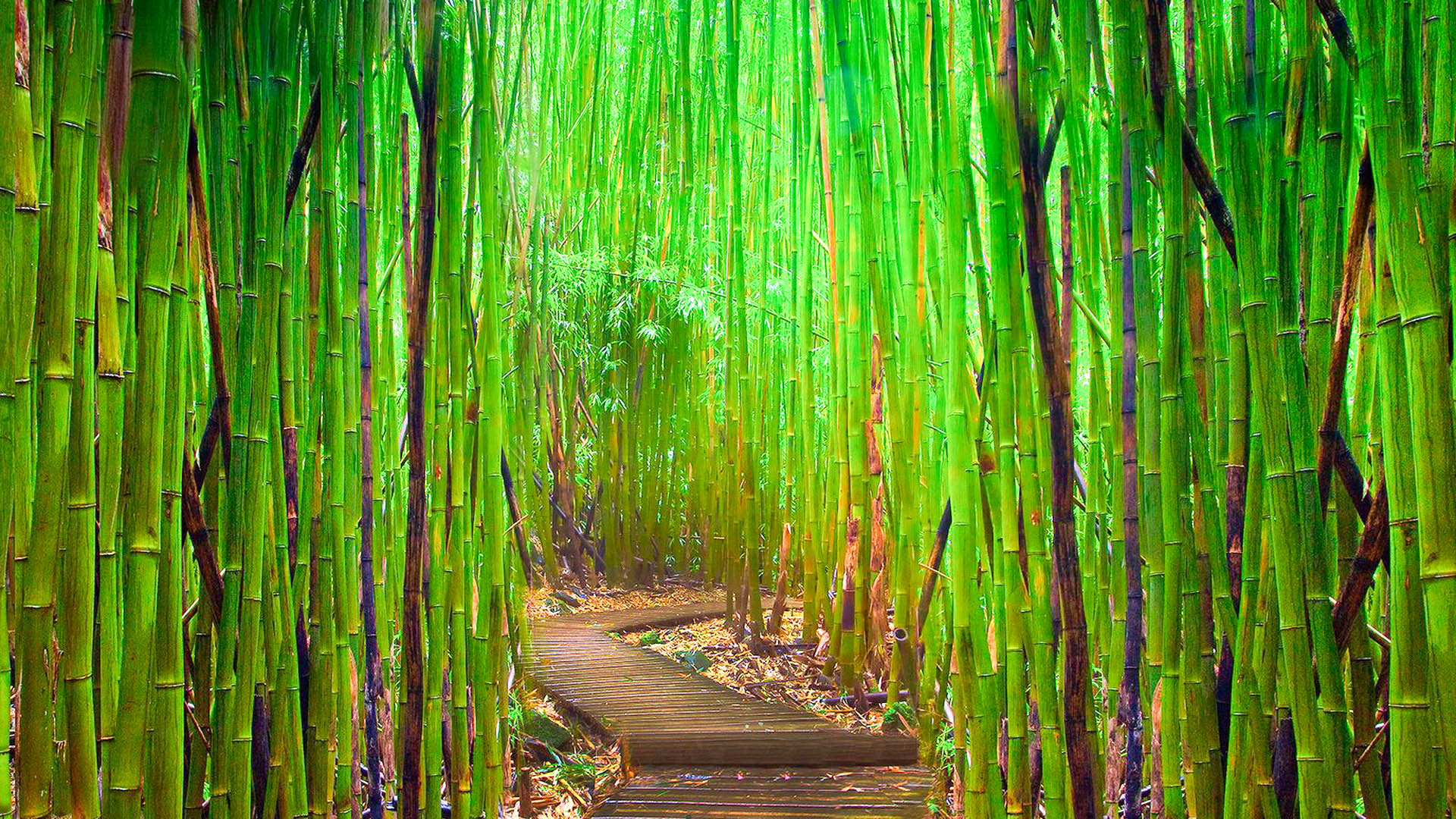 Bamboo In Rain Forest - HD Wallpaper 