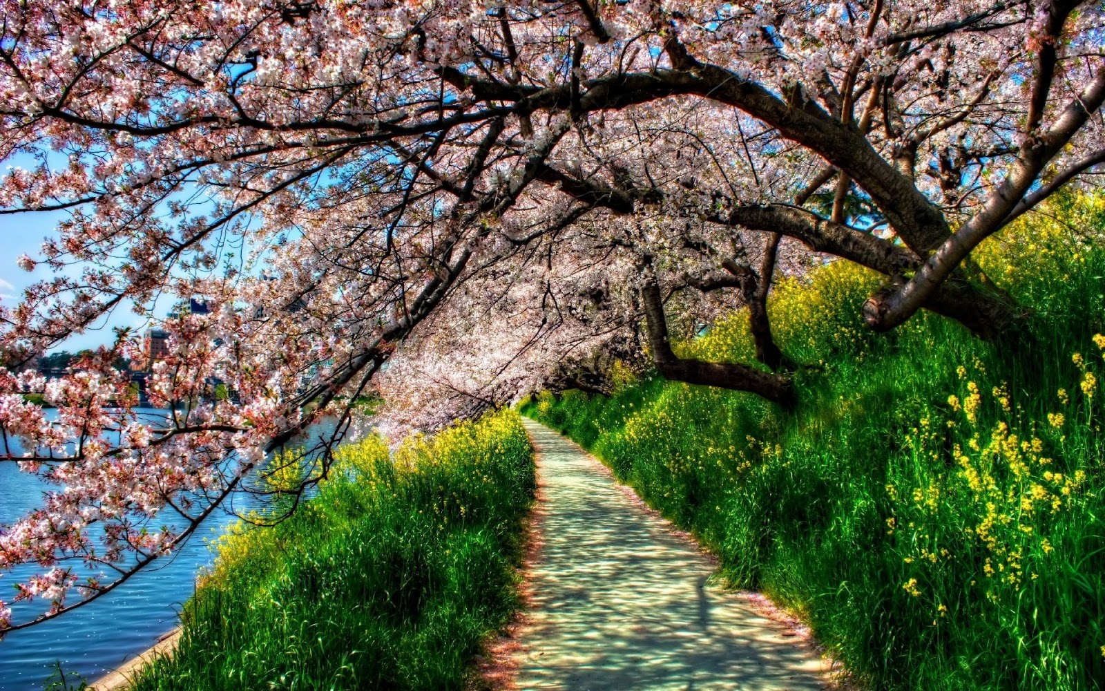 Cherry Blossom Tree 4k - HD Wallpaper 