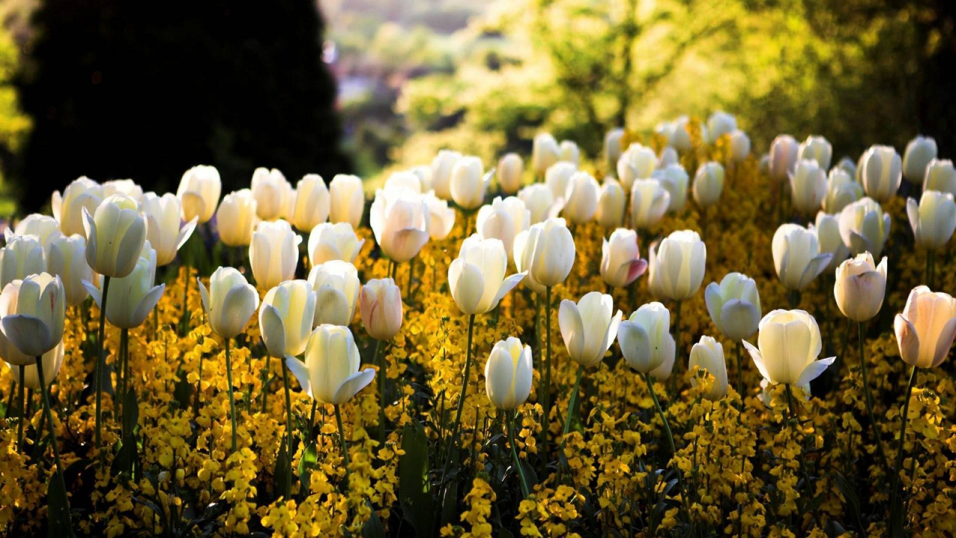 Stunning Beautiful Flowers - HD Wallpaper 