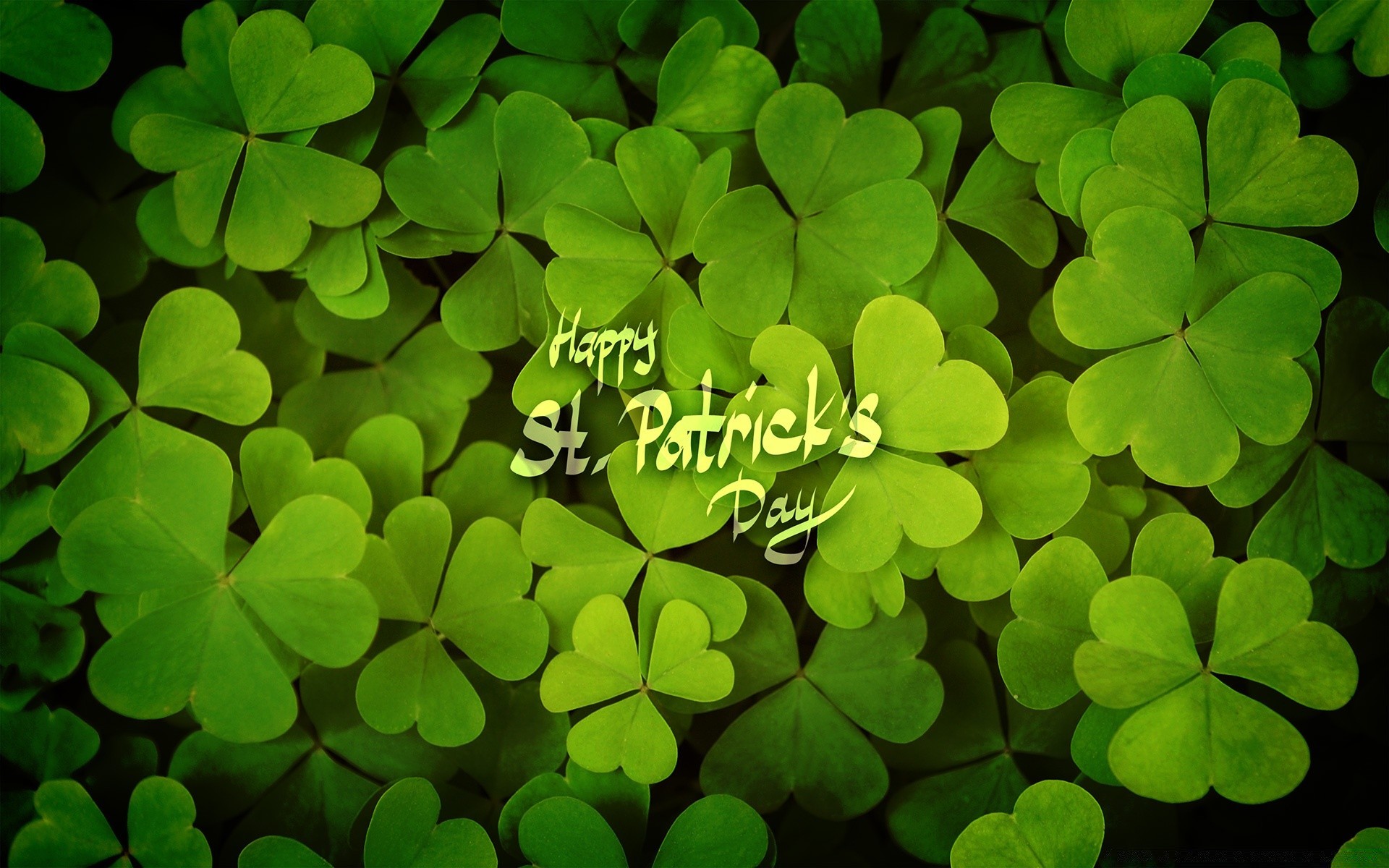 Saint Patrick S Day Clover White Clover Luck Saint - Happy St Patricks Day - HD Wallpaper 