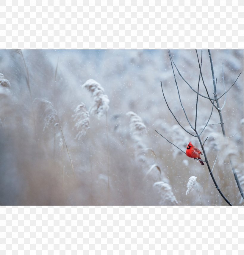 Northern Cardinal St - Winter Birds - HD Wallpaper 