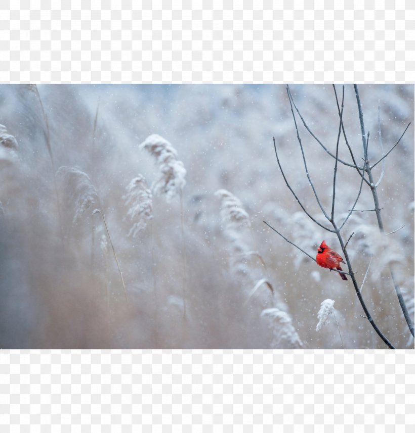 Northern Cardinal St - Winter Birds - HD Wallpaper 