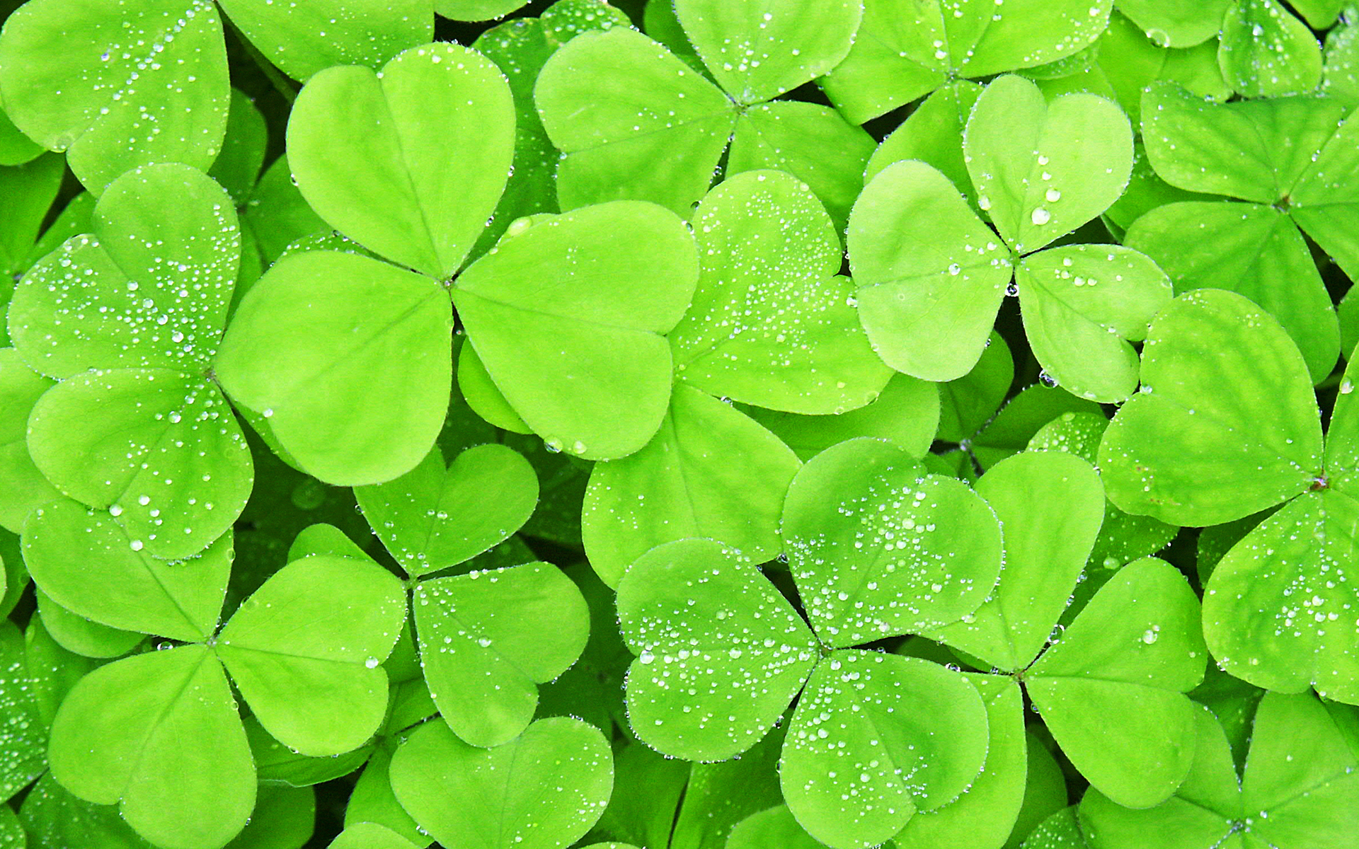 St Patrick’s Day Around The Globe - HD Wallpaper 