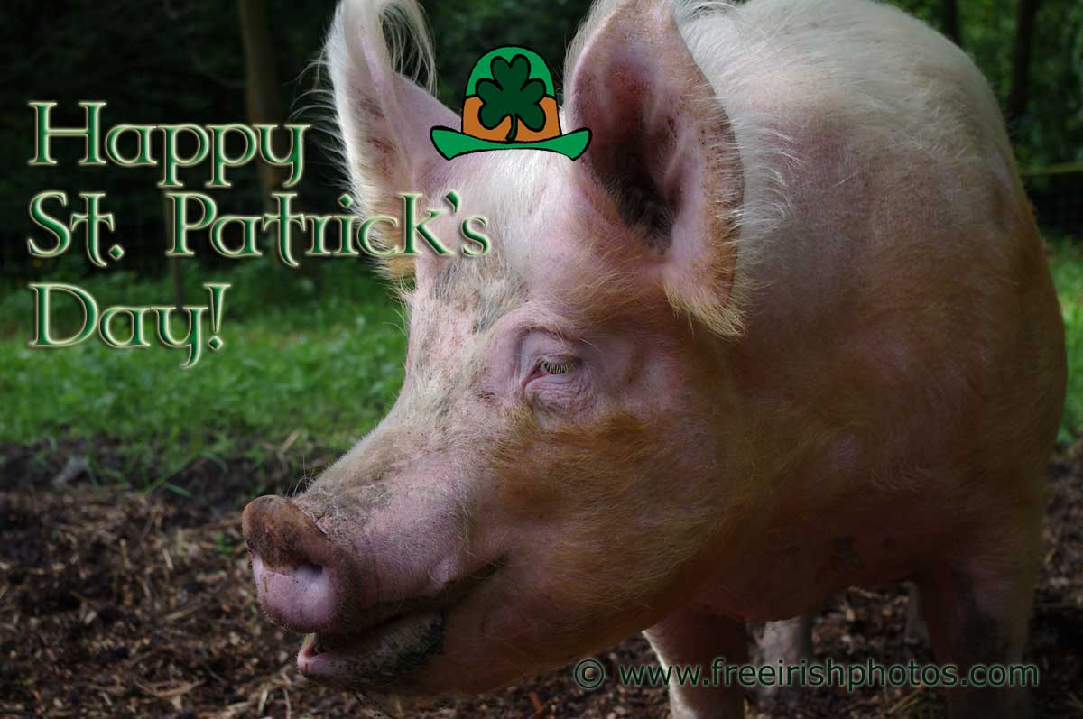 Patrick S Day Funny Desktop Wallpaper Ireland - St Patrick Day Cute Pig - HD Wallpaper 