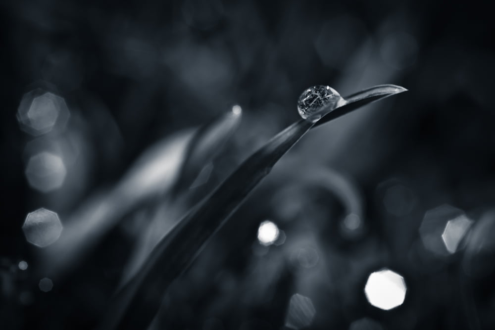 Grayscale Photography Hd Water Droplet - HD Wallpaper 