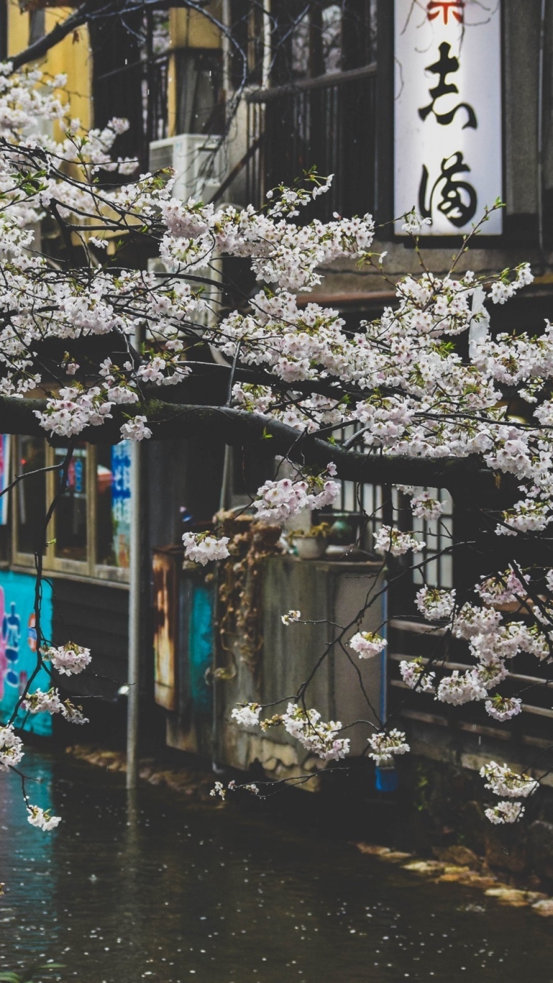 Japan, Cherry Blossom, Street, Raining, Scenic, Pretty, - Cherry Blossoms In The Rain - HD Wallpaper 