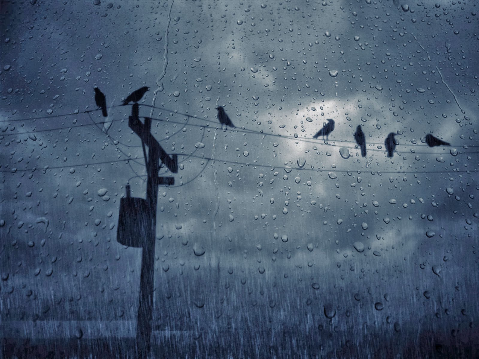 26 Wallpapers Excelentes De Lluvia - Always Wonder Why Birds Stay - HD Wallpaper 