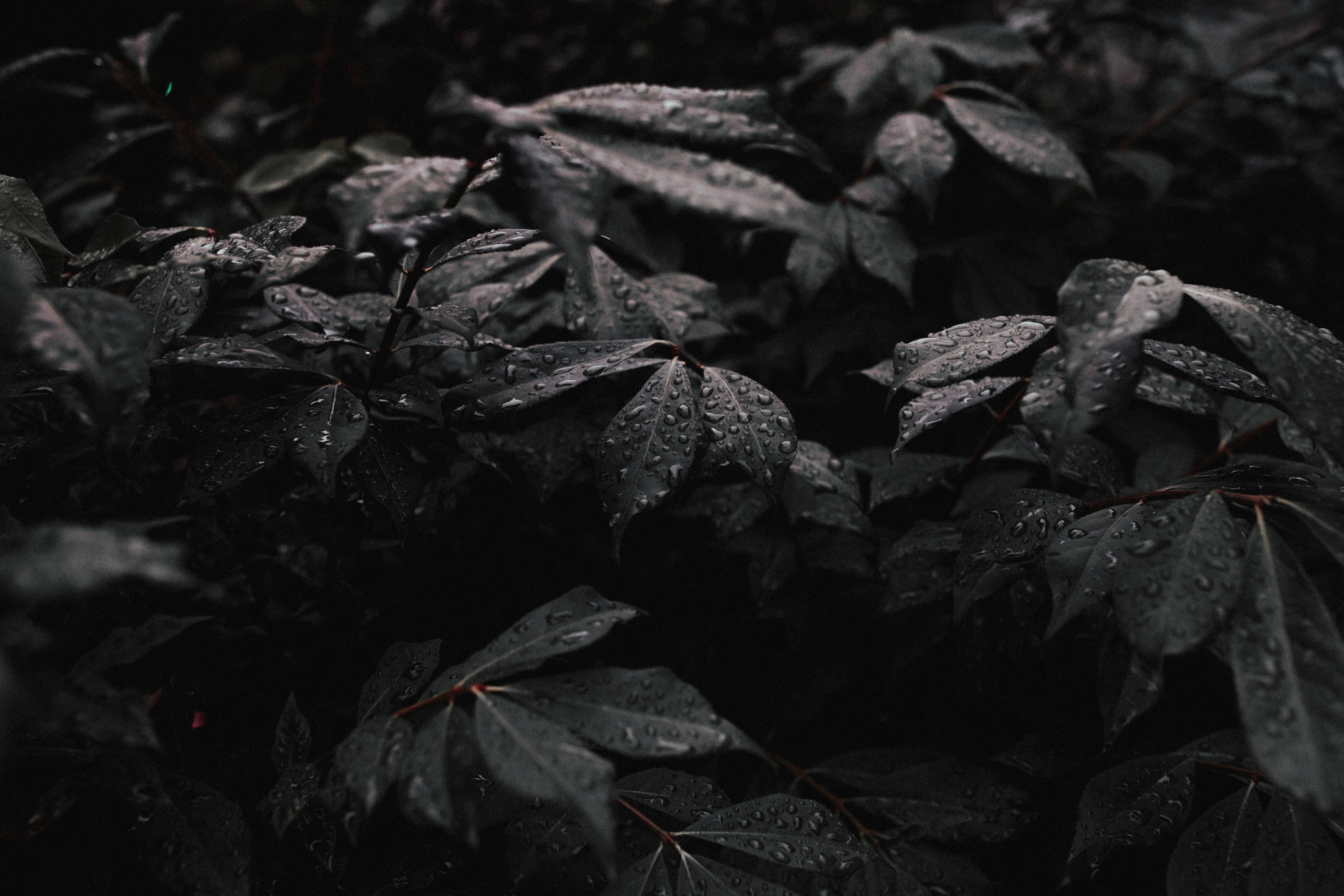 Dark Leaf Background - HD Wallpaper 