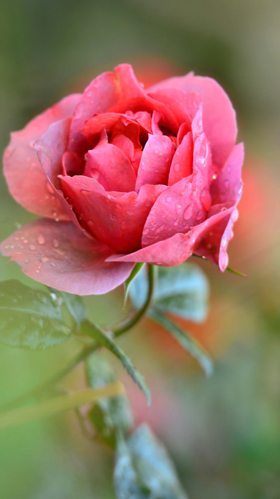 Fondos De Pantalla De Iphone 6s Flor Rosada - HD Wallpaper 