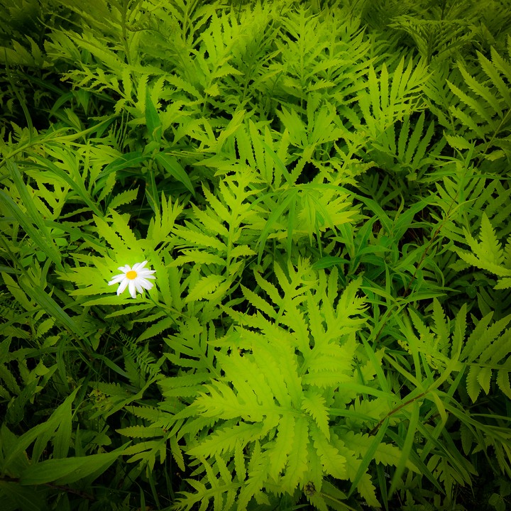 Daisy, Single Flower, While Flower - Cosmos Caudatus - HD Wallpaper 