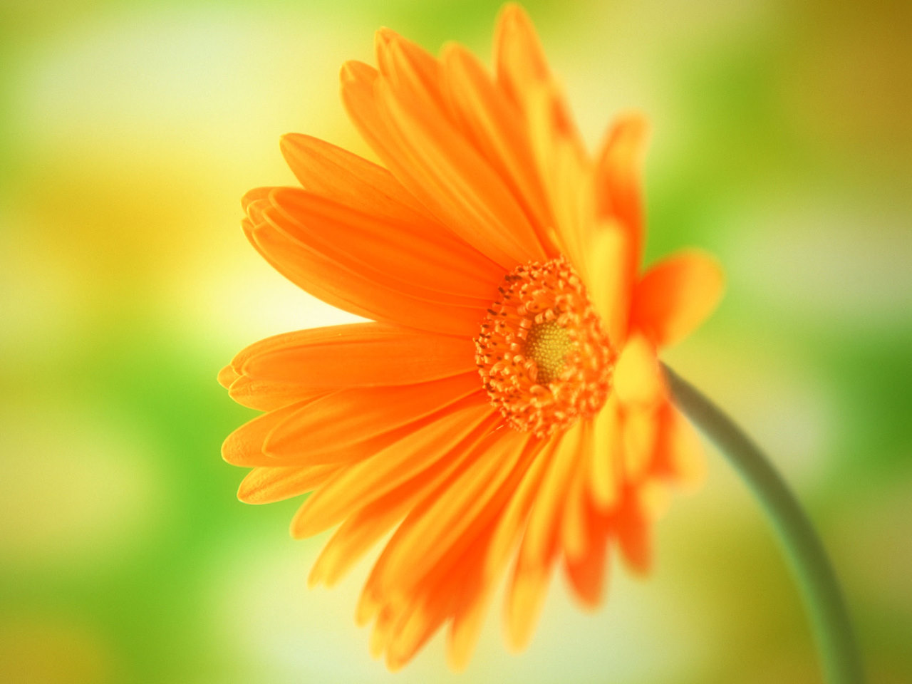 Wallpaper Flower Rose Love Hd - Beautiful Flower Wallpapers For Desktop Animated - HD Wallpaper 