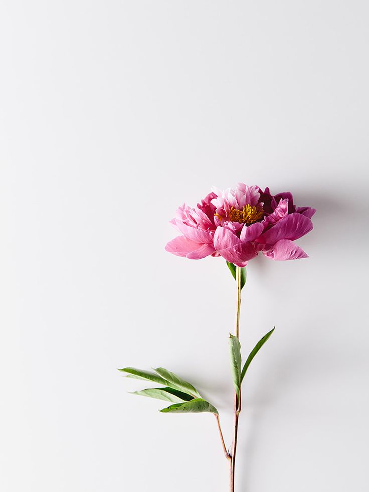 Single Flower - HD Wallpaper 