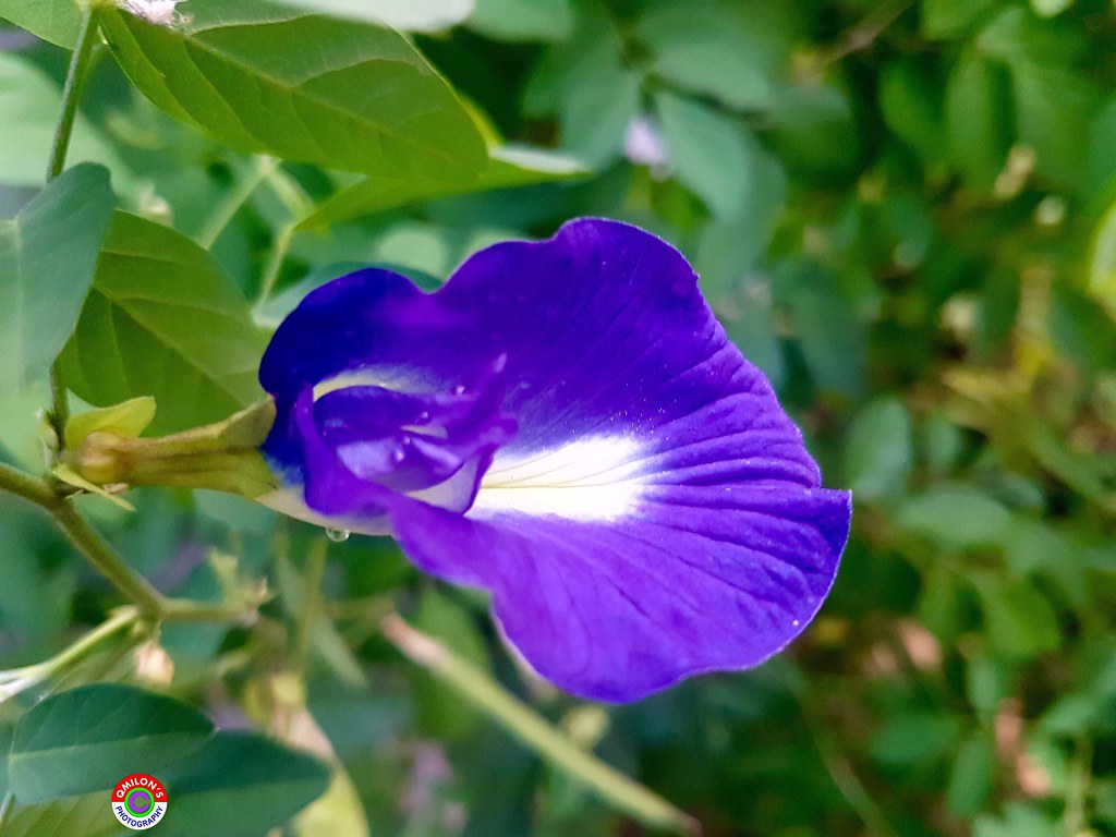 Natural Single Flowers - HD Wallpaper 