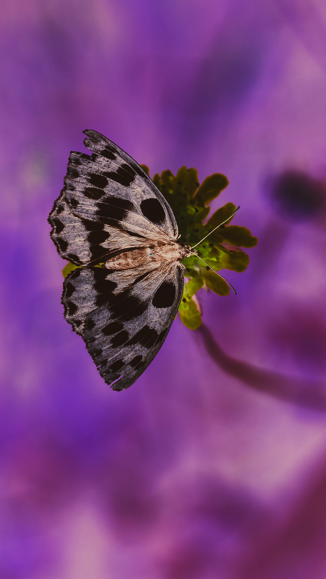 Cell Phone Wallpaper Purple Butterfly 1080 X 1920 - HD Wallpaper 