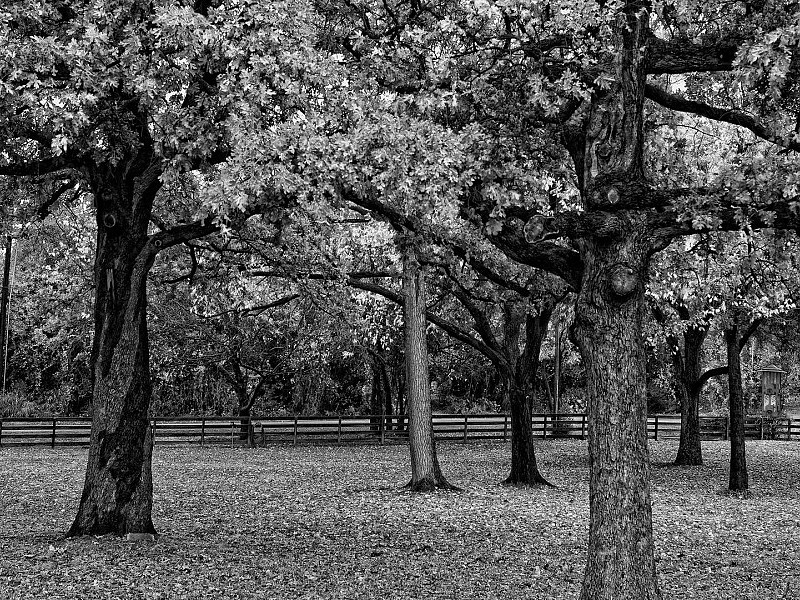 B&w Forest Wallpaper - Fondos Blancos Y Negros - HD Wallpaper 