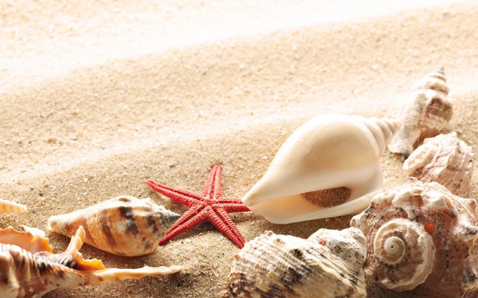 Sand Seashells Background Wallpaper,beach Wallpaper,desert - Summer Desktop Backgrounds Hd - HD Wallpaper 