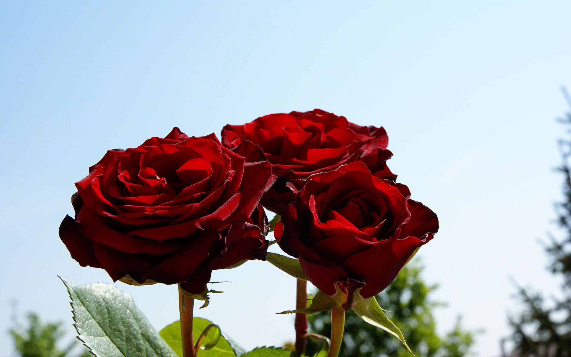 Rosas Rojas Wallpaper - Imagenes De Rosas Rojas En El Cielo - HD Wallpaper 