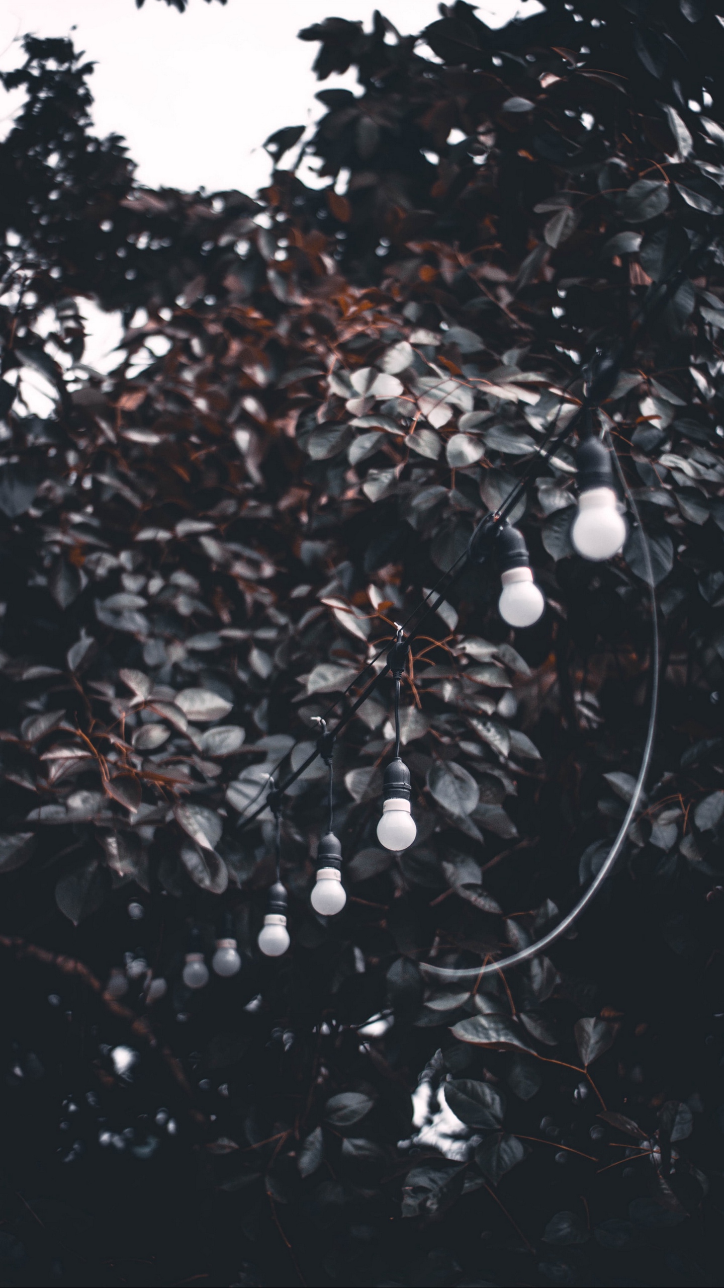 Wallpaper Garland, Wire, Bulbs, Branches, Tree - Garland - HD Wallpaper 