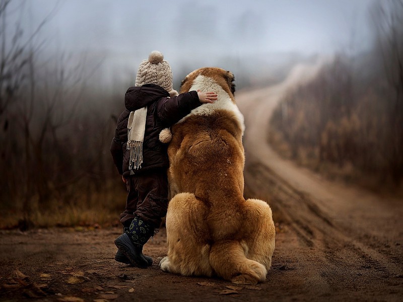 Muchacho Y Perro Amistad Wallpaper Hd Fondo De Pantalla - Dog And Nature - HD Wallpaper 