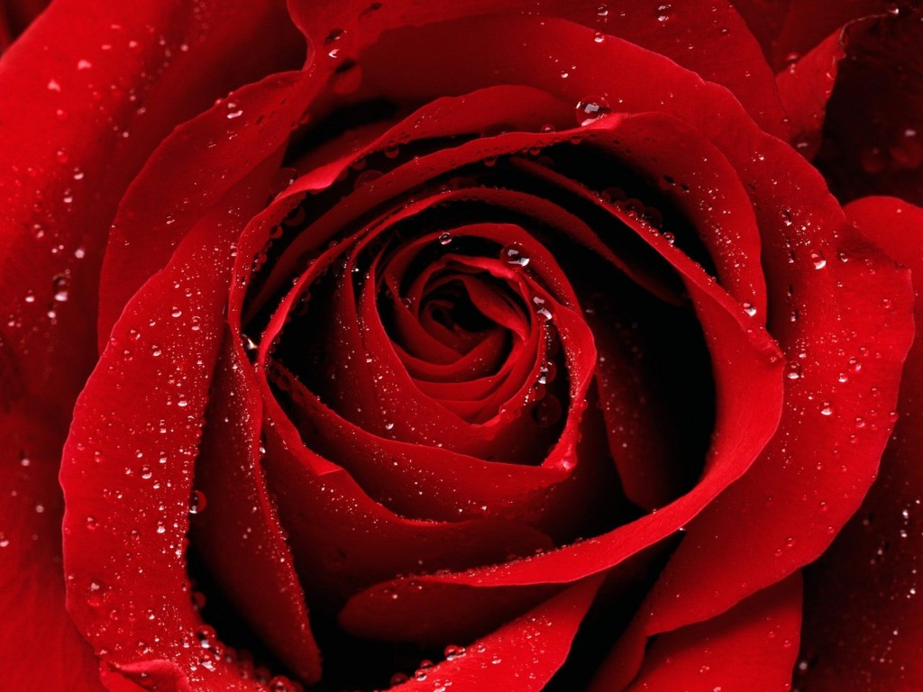 Rosas Rojas Wallpapers - Cute Wallpaper For Love - HD Wallpaper 