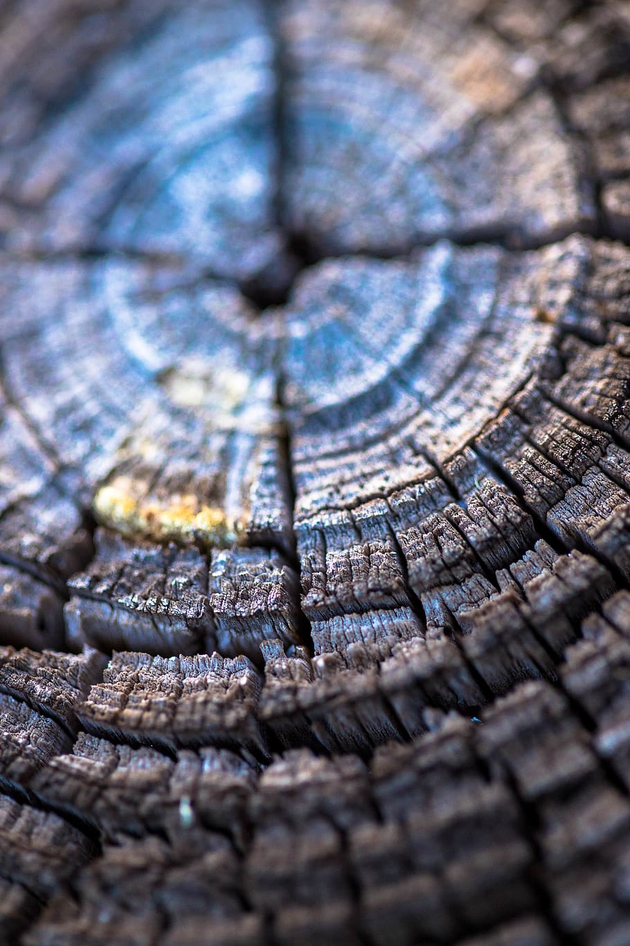United States, Boca Raton, Yamato Scrub Natural Area, Closeup