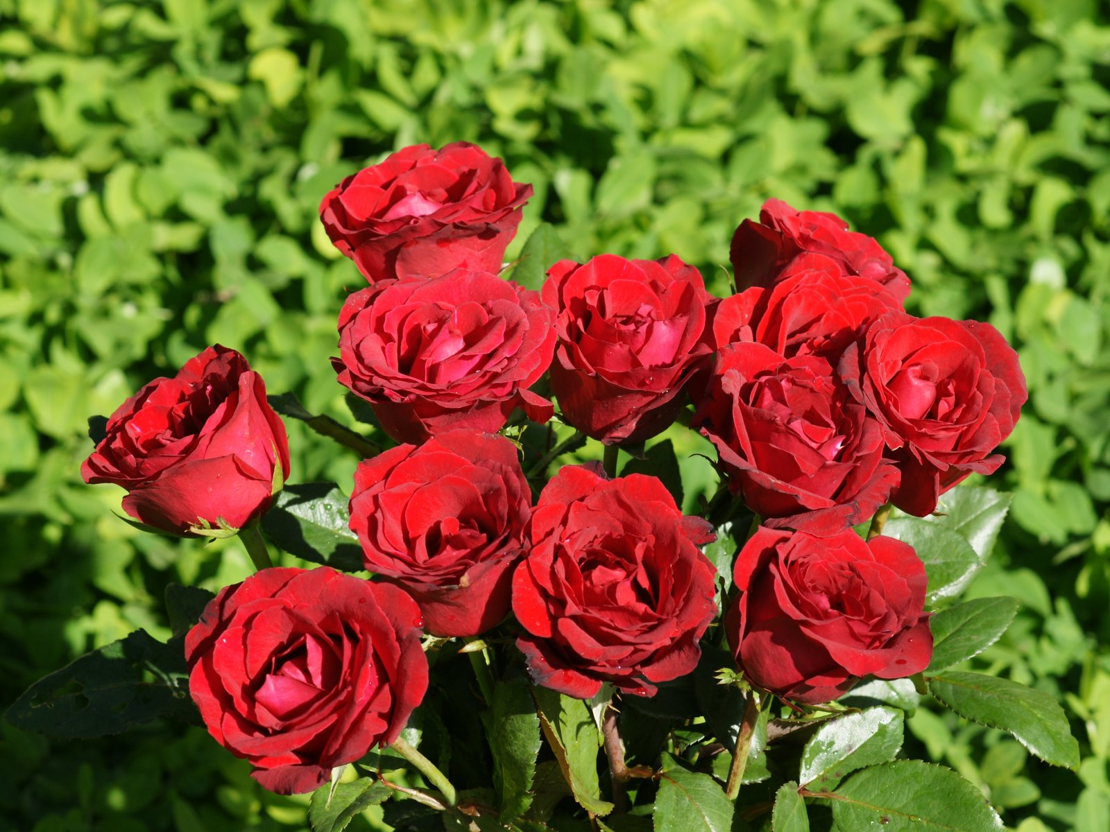 Ramos De Rosas Rojas - Para Pedir Disculpas A Un Amor - HD Wallpaper 