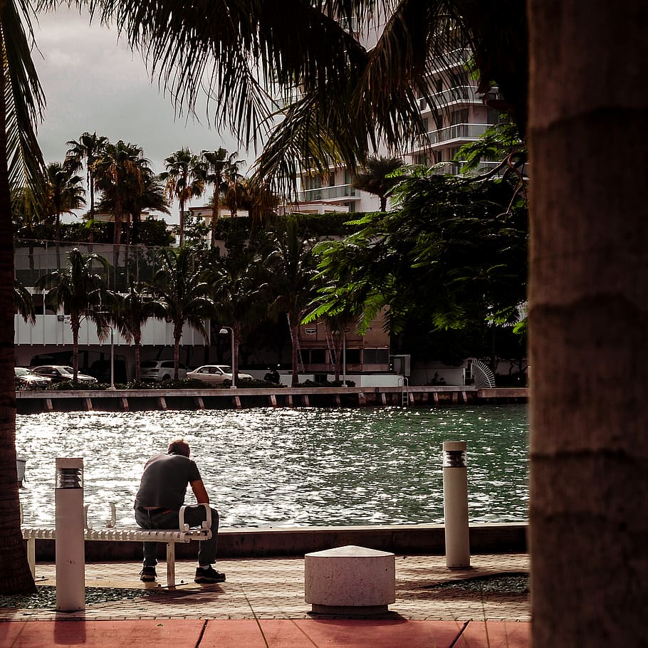 Miami Beach, United States, Florida, Marina, Urban - Attalea Speciosa - HD Wallpaper 