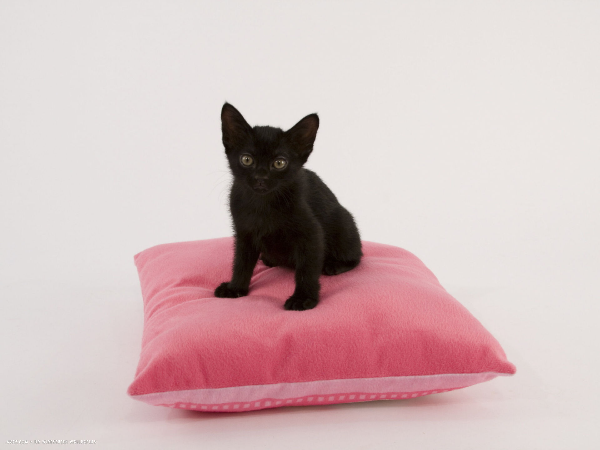 Bombay - Black Cat - HD Wallpaper 