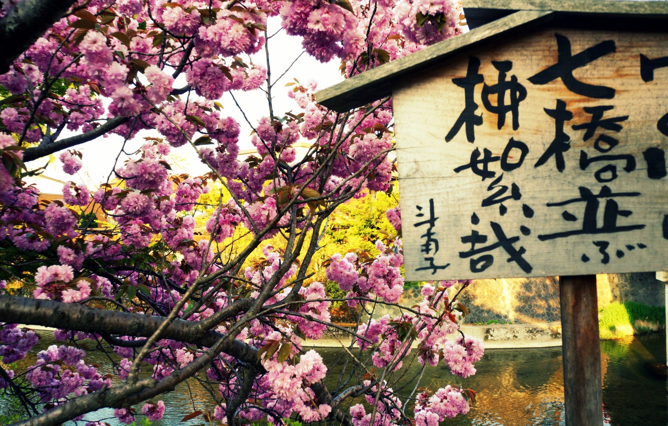 Photo Wallpaper River, Plate, Spring, Sakura - Cherry Blossom - HD Wallpaper 