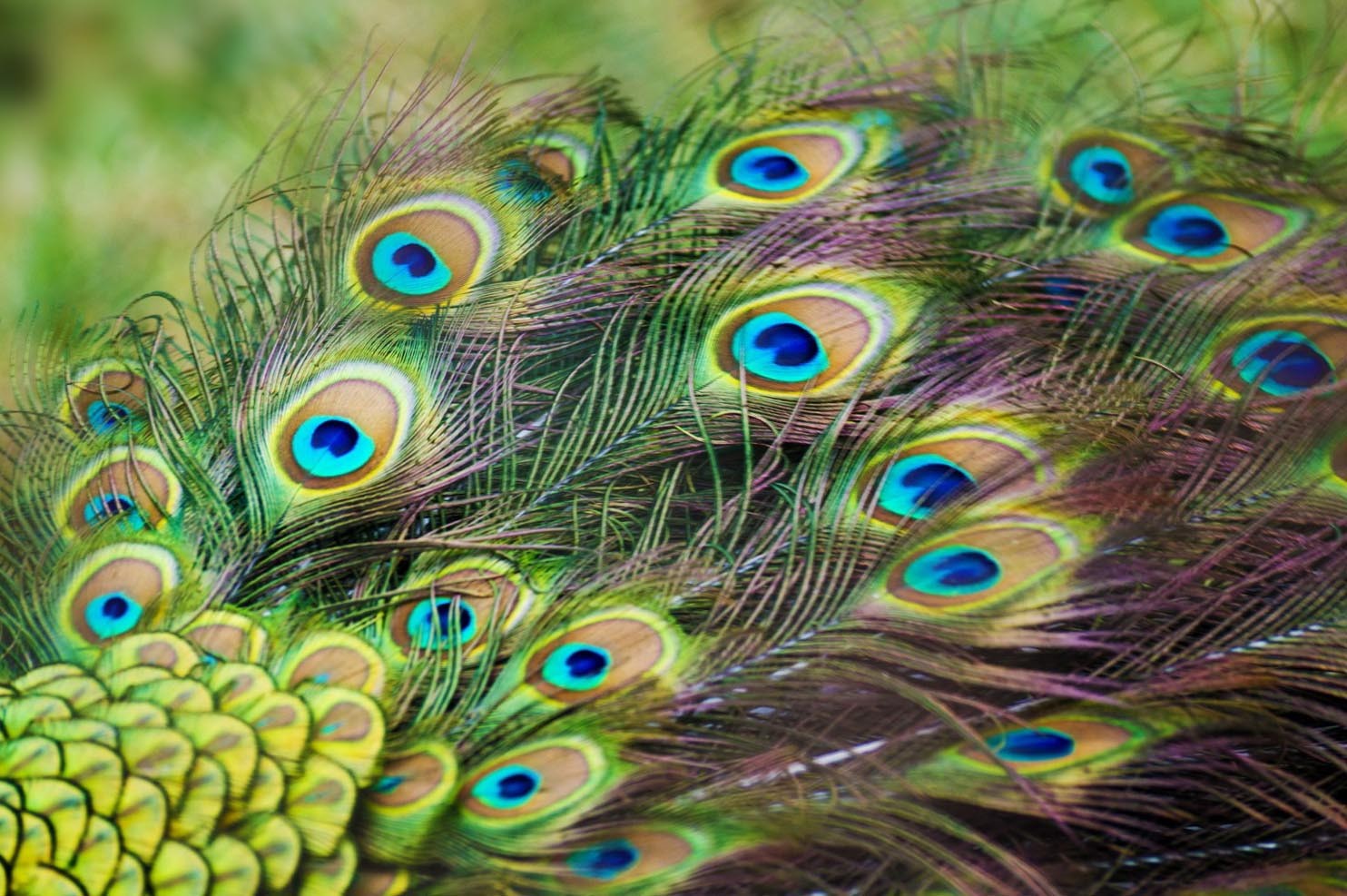 Widescreen Wallpaper Hd Download - HD Wallpaper 