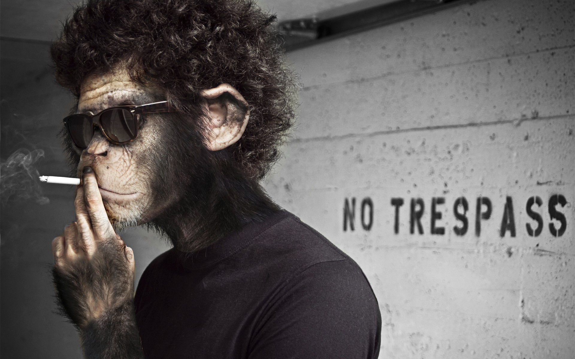 Wallpaper - Smoking Monkey - HD Wallpaper 