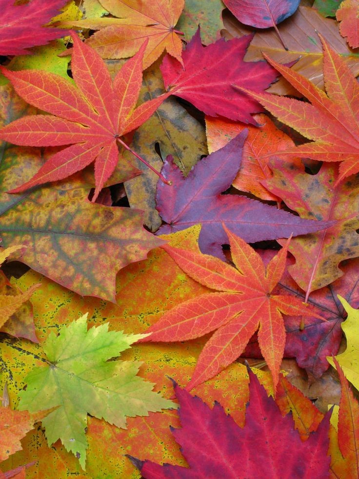 Wallpaper Herbst - Colorful Fall Leaves - HD Wallpaper 