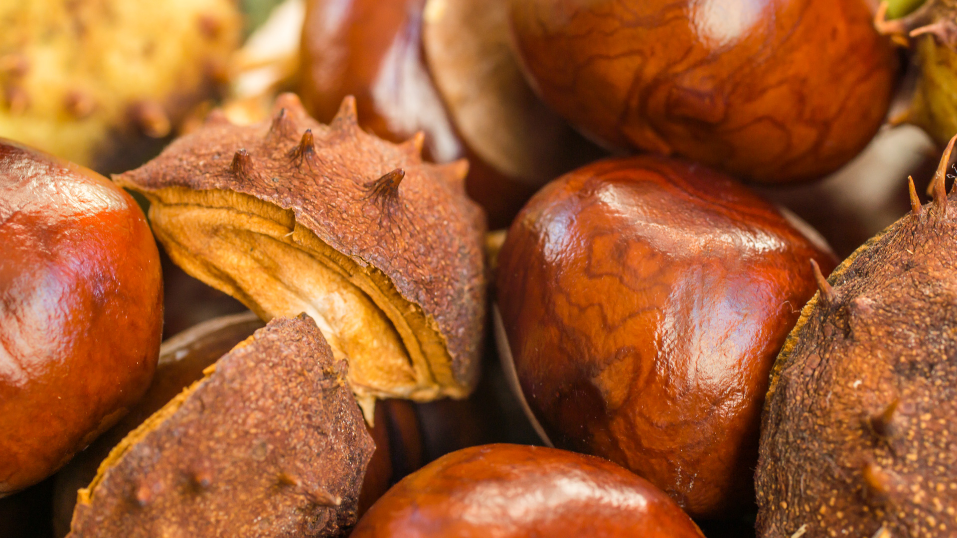 Chestnuts - Kostenlos Wallpaper Herbst Groß - HD Wallpaper 