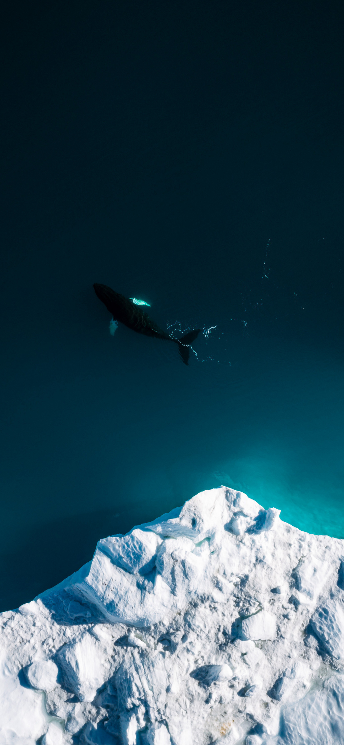 Aerial Shot, Iceberg, Whale, Fish, Sea, Wallpaper - Iphone X Wallpaper Whale - HD Wallpaper 