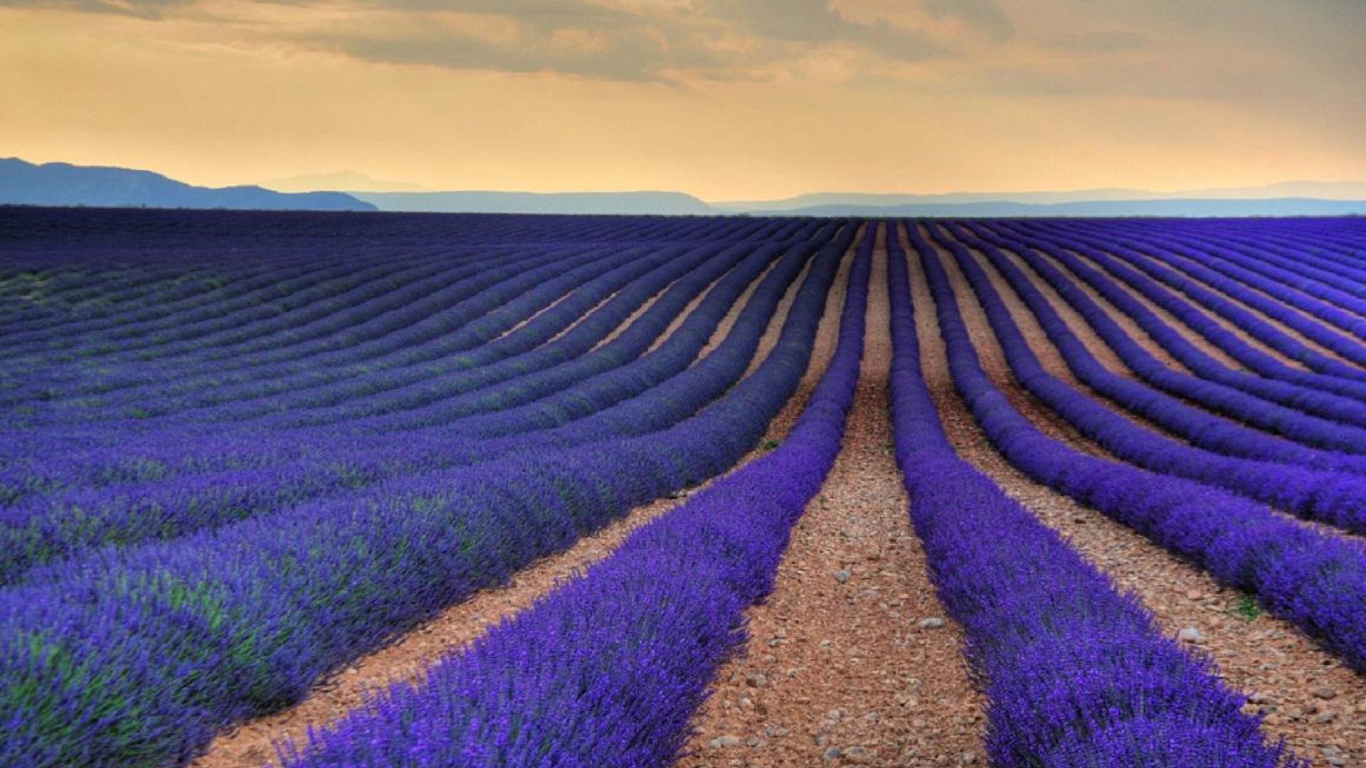 Lavender Desktop Background - Lavender Farms In The World - 1920x1080 Wallpaper Lavender Desktop Background - Lavender Farms In The World - 1920x1080 Wallpaper