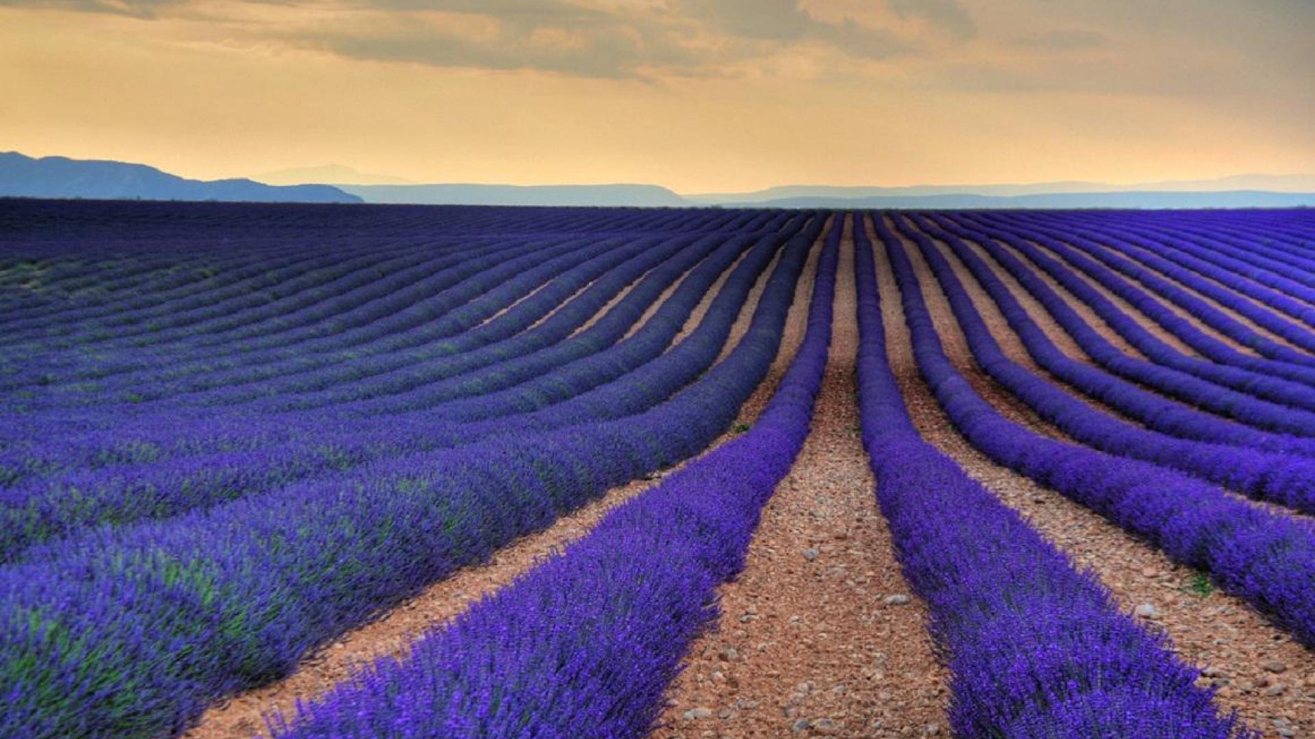 Lavender Desktop Background - Lavender Farms In The World - HD Wallpaper 