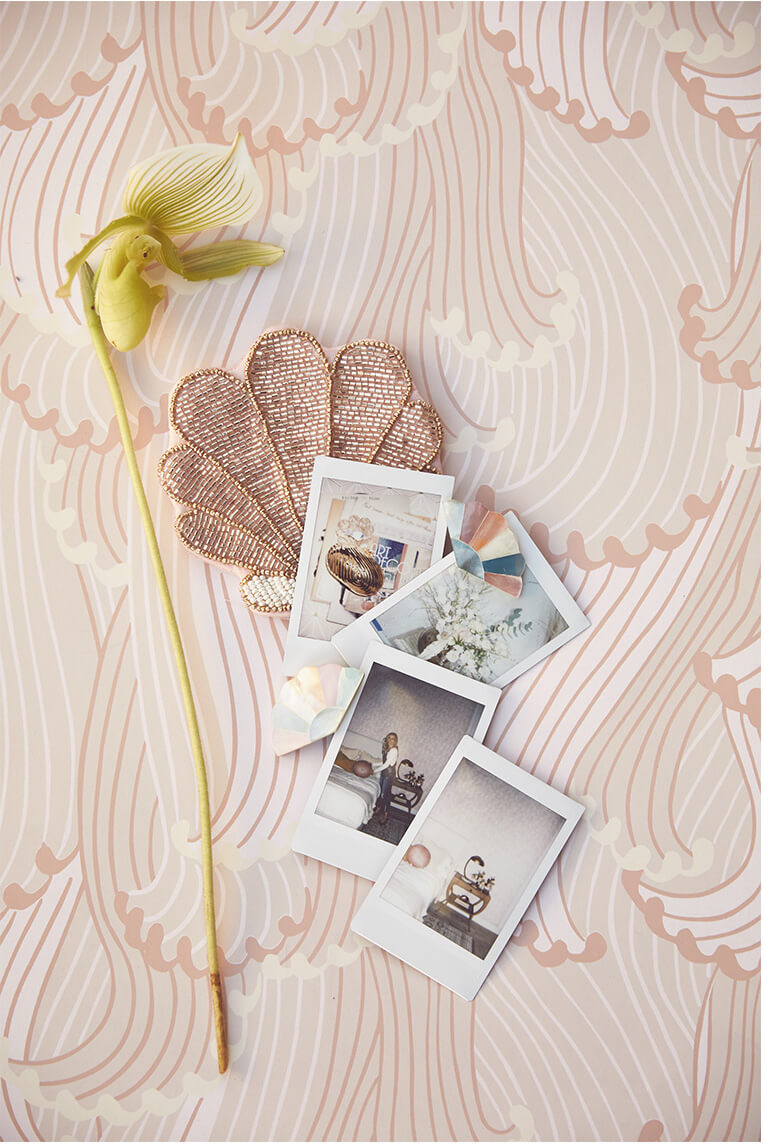 Moth Orchid - HD Wallpaper 