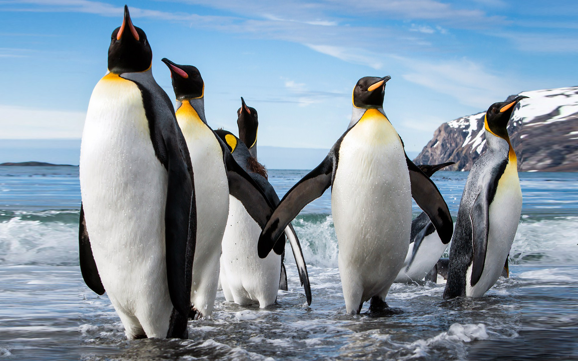 Emperor Penguin Aptenodytes Forsteri - HD Wallpaper 