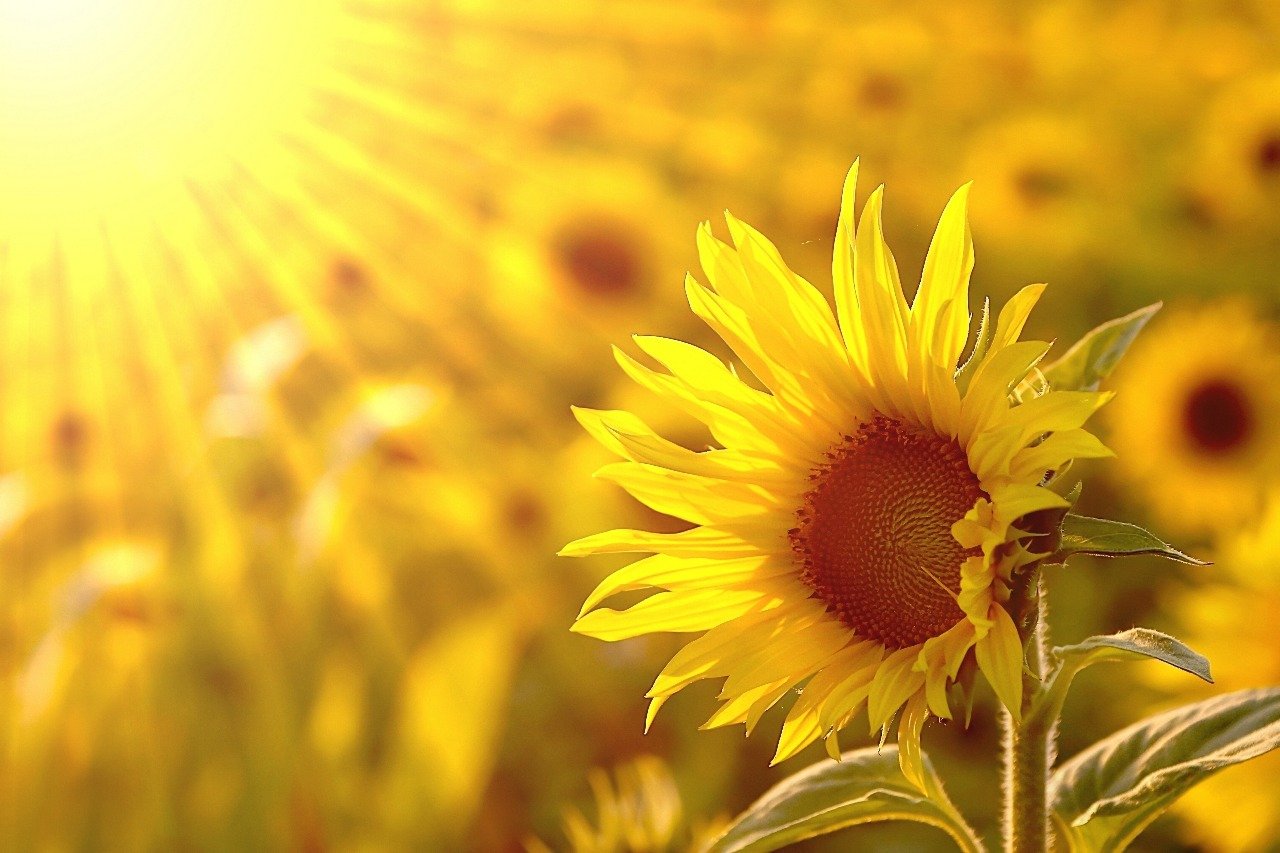 Gsquare Wallpaper Sun Flower Wallpaper Hd Media Quality - ดอก ทานตะวัน หัน หน้า เข้าหา แสง - HD Wallpaper 