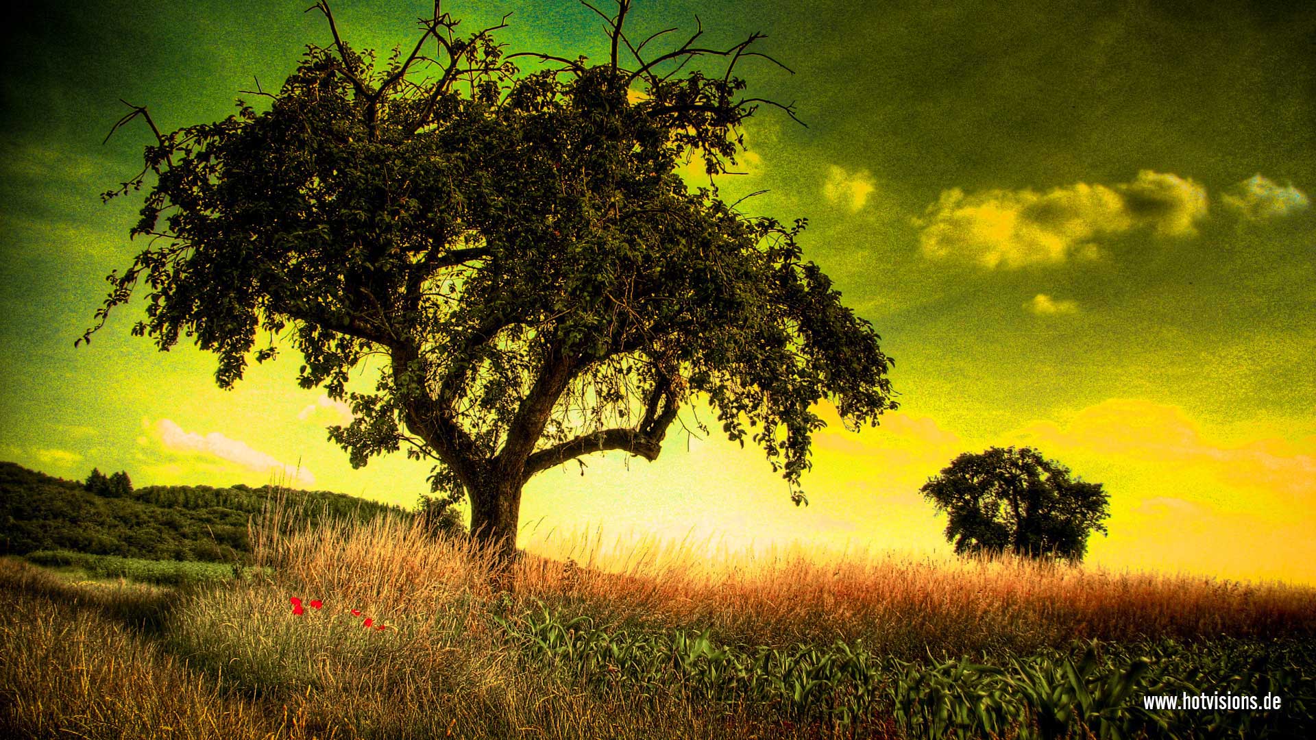 Wallpaper Abendgruen - Gratis - HD Wallpaper 