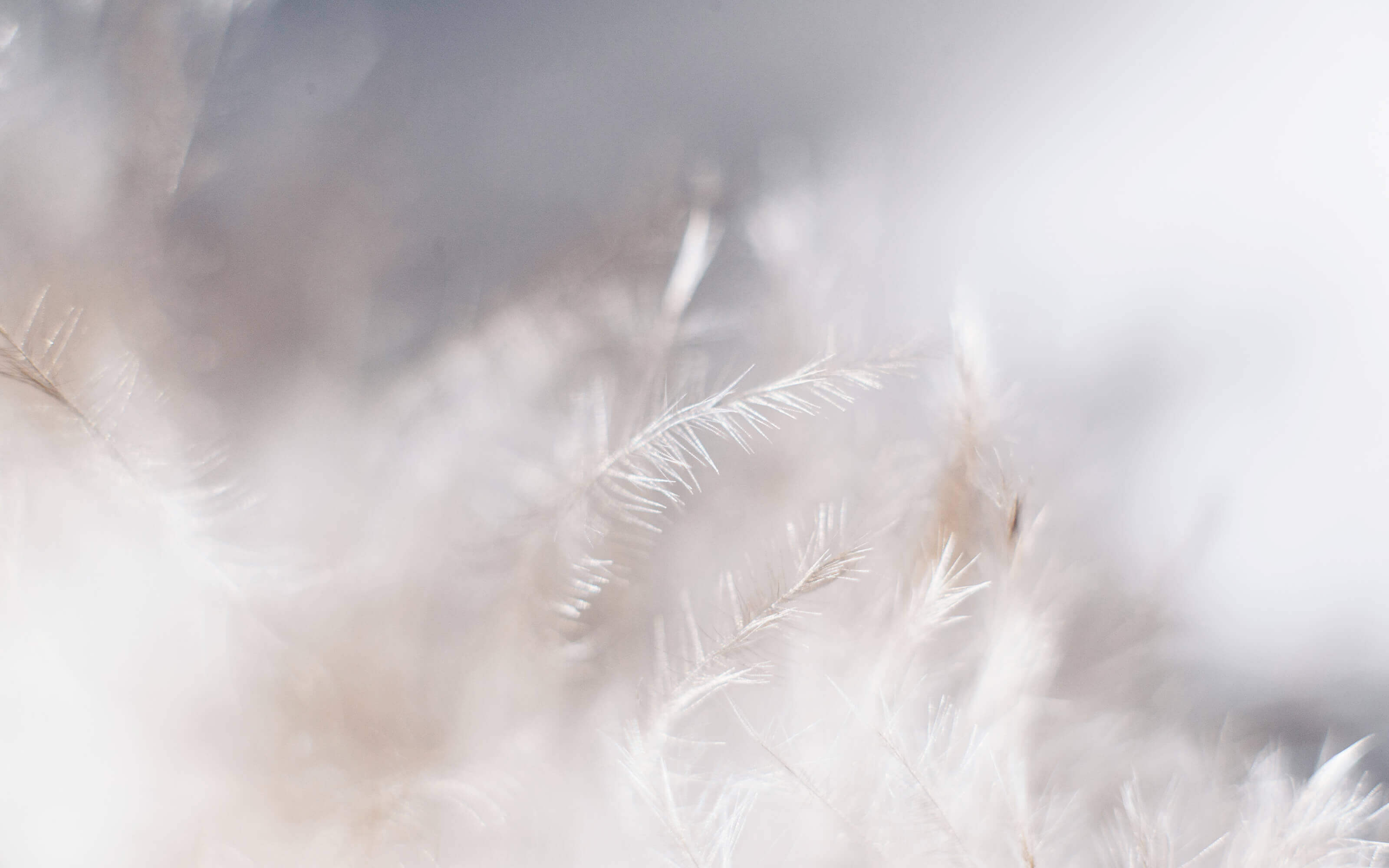White Feather Wallpaper Hd - HD Wallpaper 