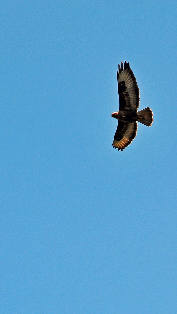 Windows Mobile Hintergrundbilder - Golden Eagle - HD Wallpaper 