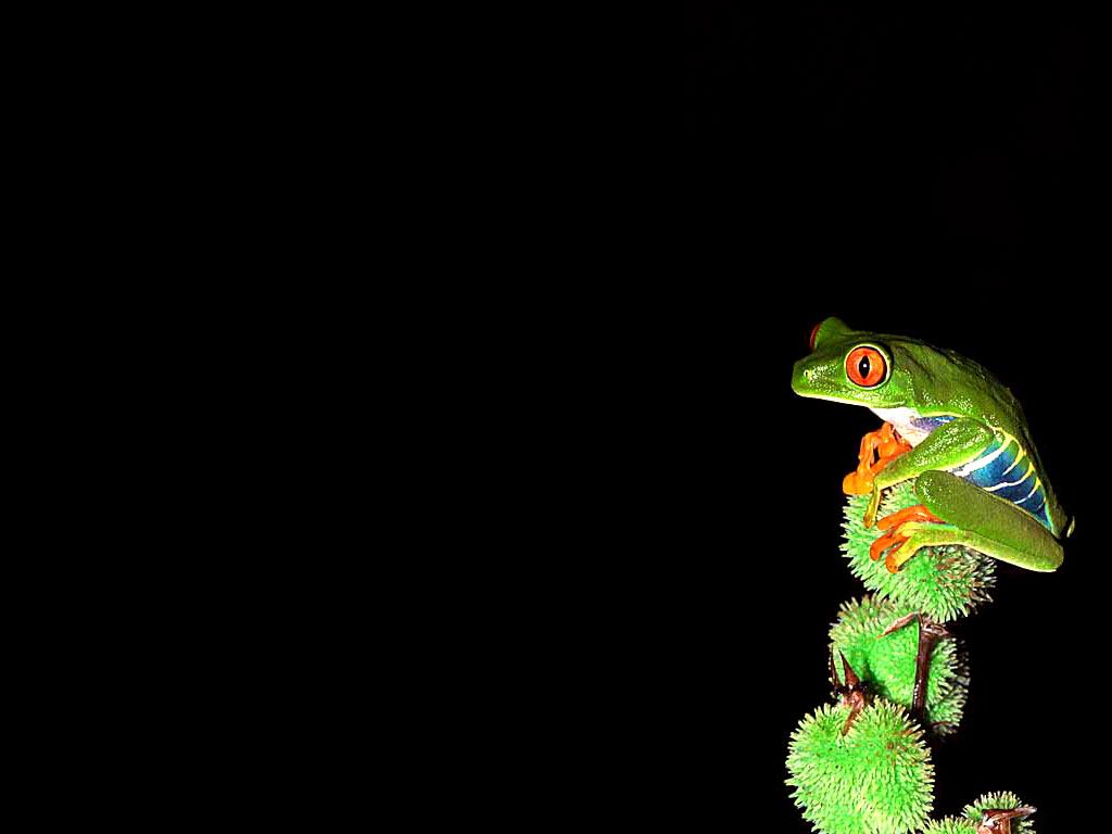 Red-eyed Tree Frog - HD Wallpaper 