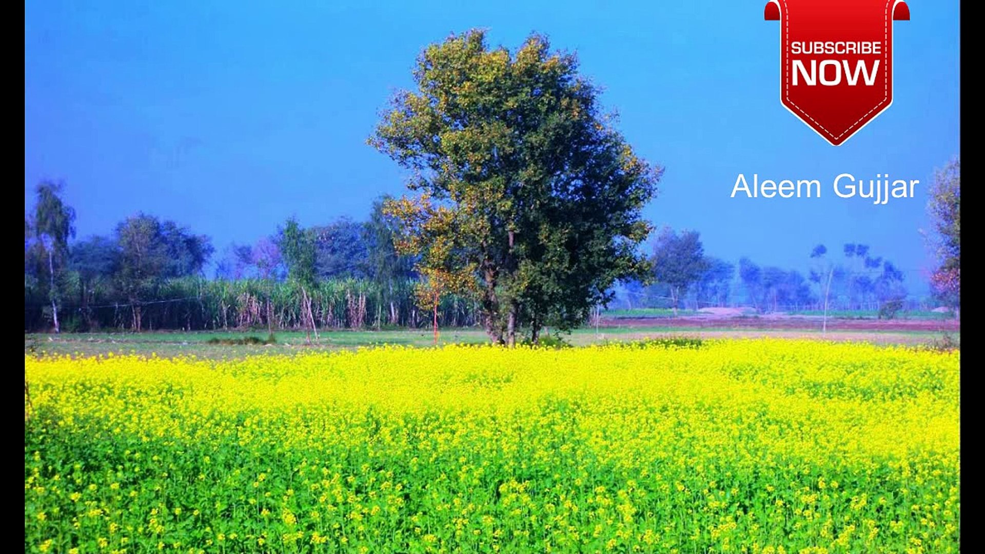 Canola 1920x1080 Wallpaper teahub.io