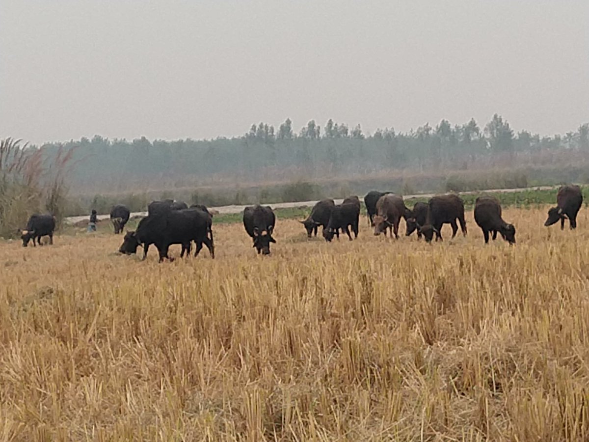 Grazing - HD Wallpaper 
