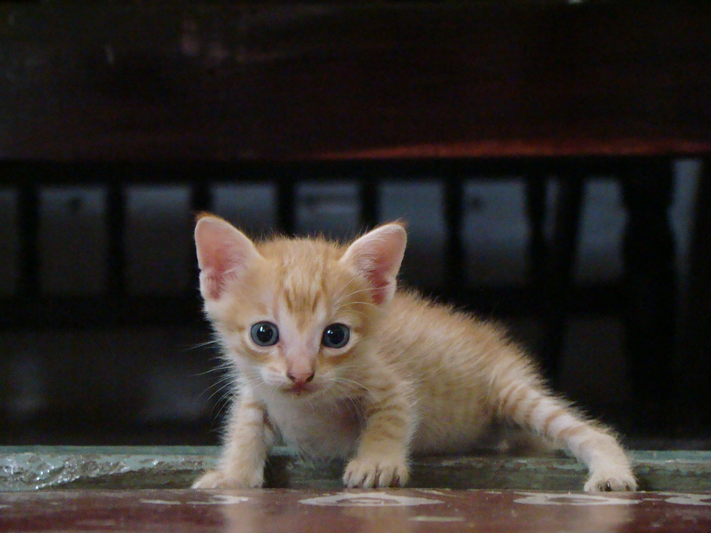 Kitten - HD Wallpaper 