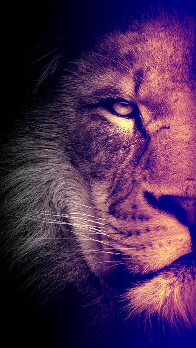 Lion Hd Wallpapers For Mobile - HD Wallpaper 