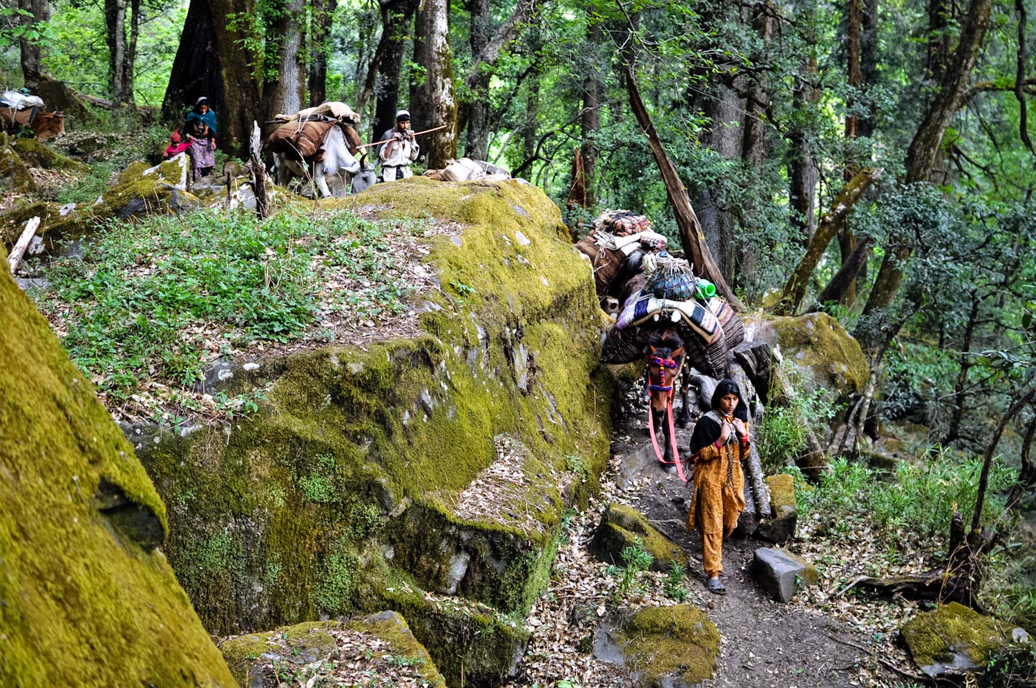 Download - Van Gujjars Tribe - 1500x997 Wallpaper Download - Van Gujjars Tribe - 1500x997 Wallpaper