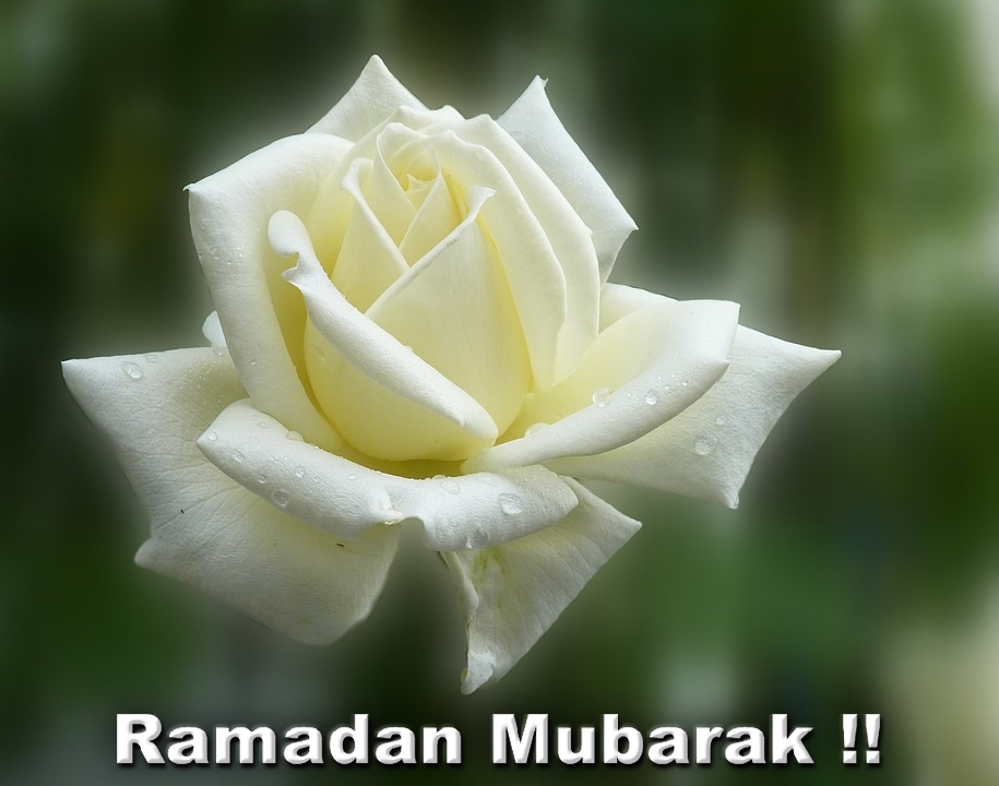 Happy Ramzan, Ramzan Mubarak, Ramzan Special, Ramzan - White Rose Valentine - HD Wallpaper 